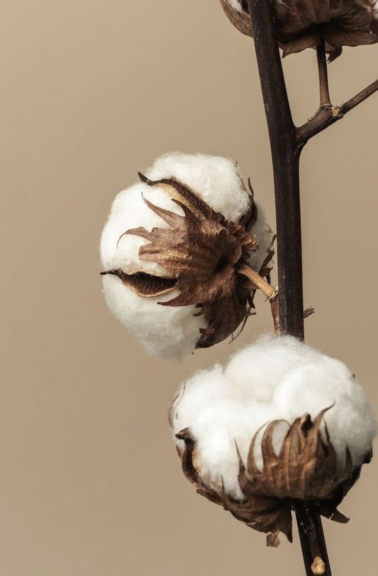 Cotton